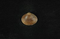 藏品(臺灣蜆)的圖片